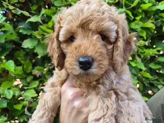 Australian Labradoodle honden Prachtige Multigen Labradoodle pups - Advertentie 5