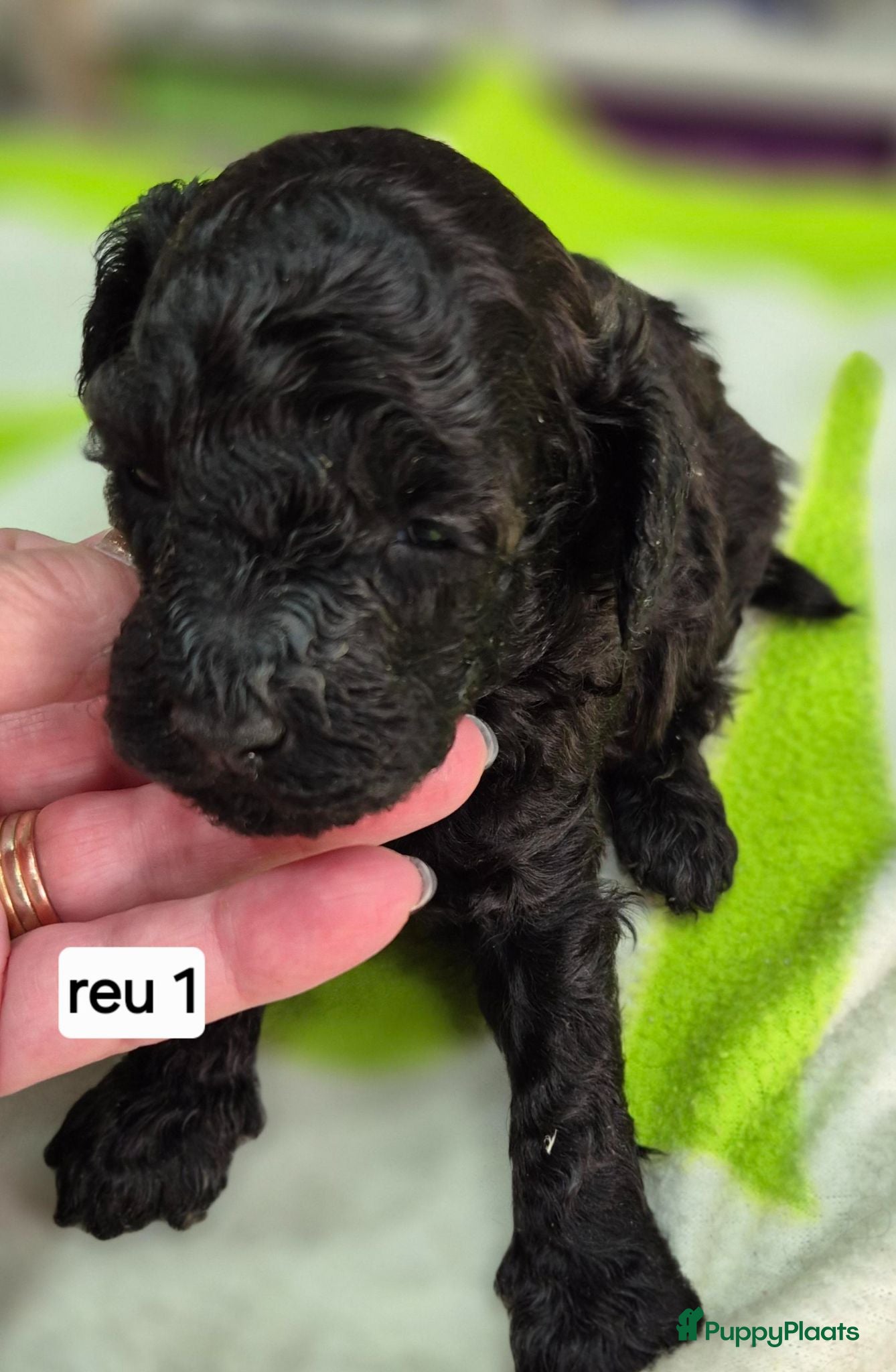 Dwergpoedel honden Mooie Dwergpoedel pups - Advertentie 9