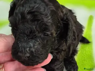 Dwergpoedel honden Mooie Dwergpoedel pups - Advertentie 9