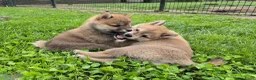 Kruising honden te koop: Shiba inu pups 8 weken (kwart pomeriaan) - Advertentie 29