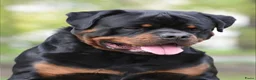 Rottweiler honden ter dekking: Dekreu Rottweiler  - Advertentie 4