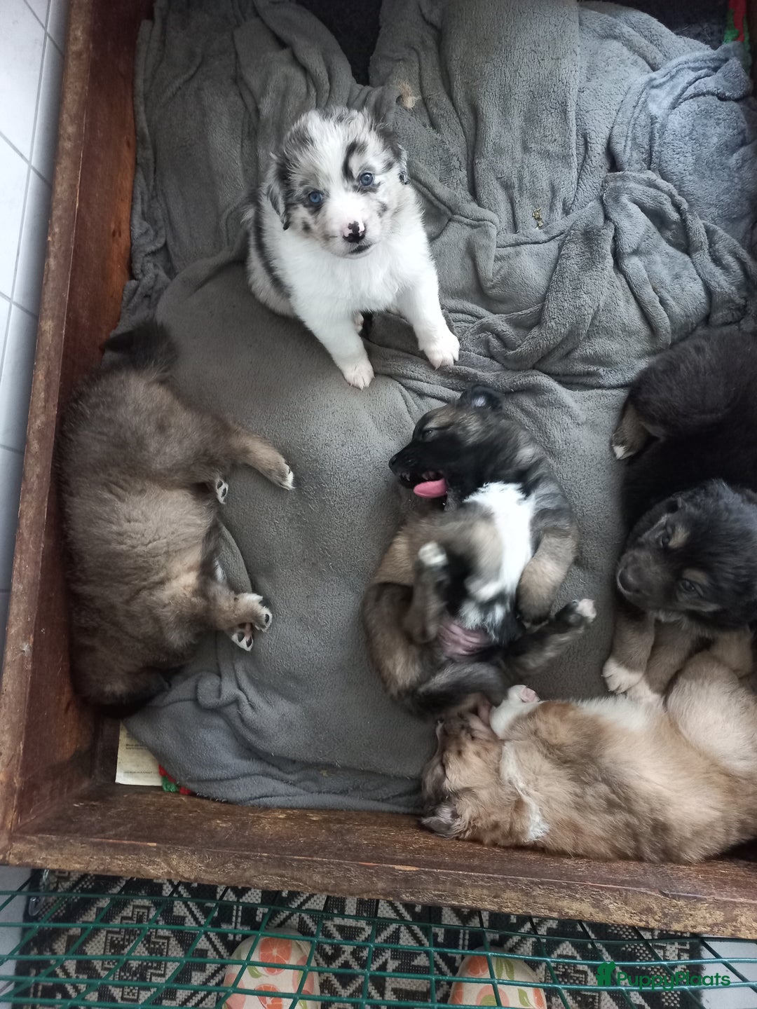 Kruising honden te koop: Mooie pups  mogen weg in de week van 27 november - Advertentie 5