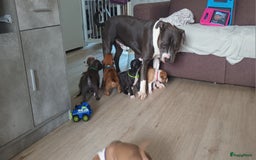 American Staffordshire Terriër honden te koop: beautiful Puppies for sale   - Afbeelding 12