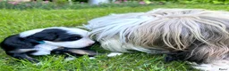 Tibetaanse Terriër honden te koop: Lieve Tibetaanse Terriër pups met stamboom  - Advertentie 8