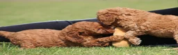 Cockapoo honden te koop: Cockapoo pups - Advertentie 16