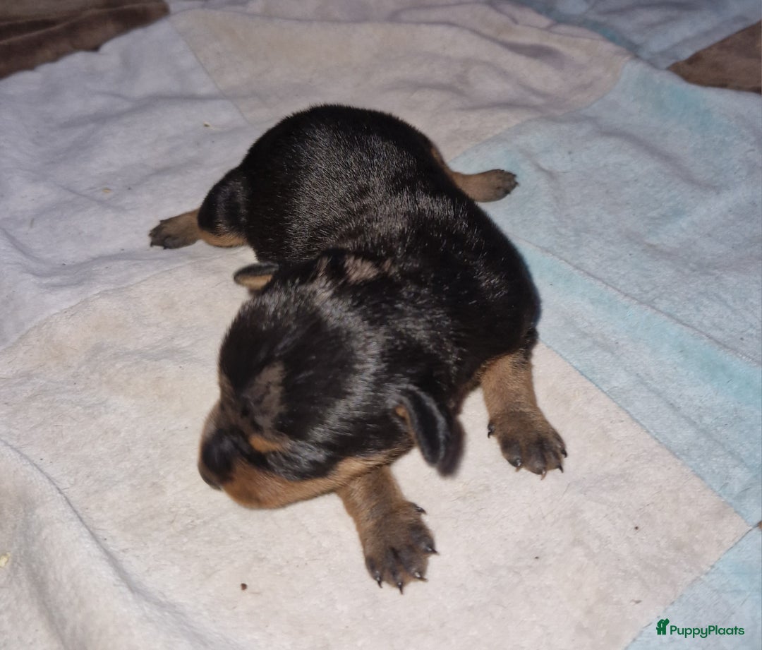 Dwergpinscher honden te koop: Dwergpinchers puppy's  - Advertentie 3