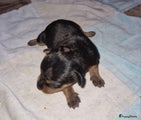 Dwergpinscher Puppy 1