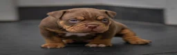Amerikaanse Bully honden te koop: American Bully pocket pups verwacht  - Advertentie 18
