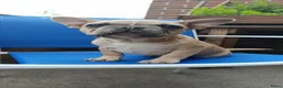 Franse Bulldog honden te koop: Prachtige Franse bulldogPups - Advertentie 3