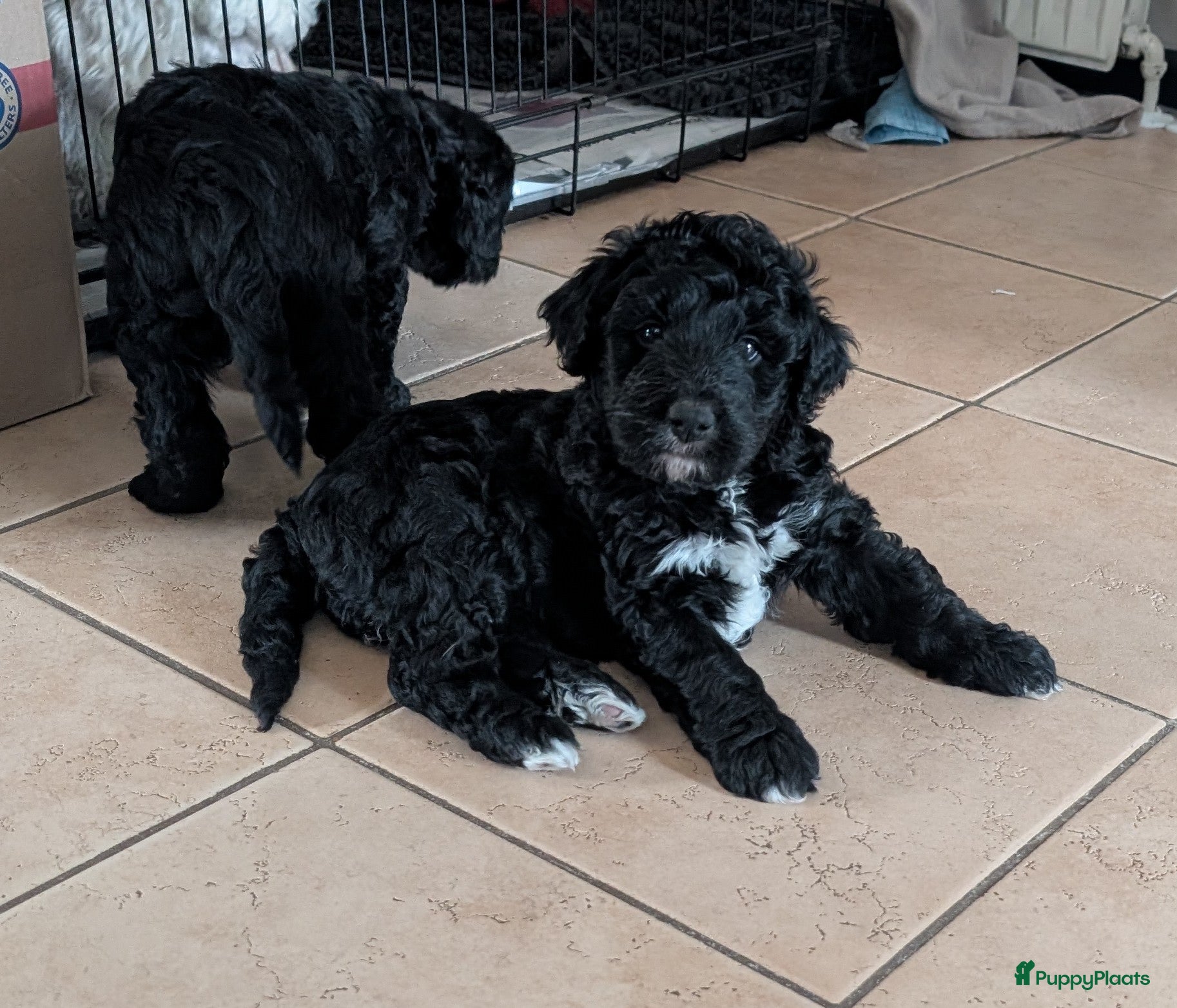 Bernedoodle honden Lieve bernedoodle pups - Advertentie 1