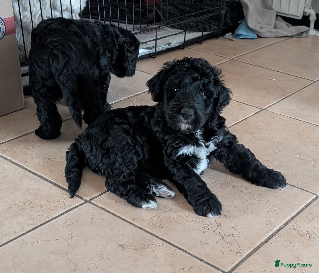 Bernedoodle honden te koop: Lieve bernedoodle pups - Advertentie 1