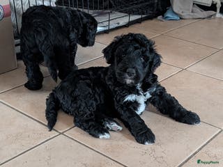 Bernedoodle honden Lieve bernedoodle pups - Advertentie 1