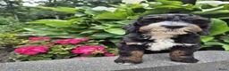 Bernedoodle honden te koop: Medium Bernedoodle - Advertentie 1