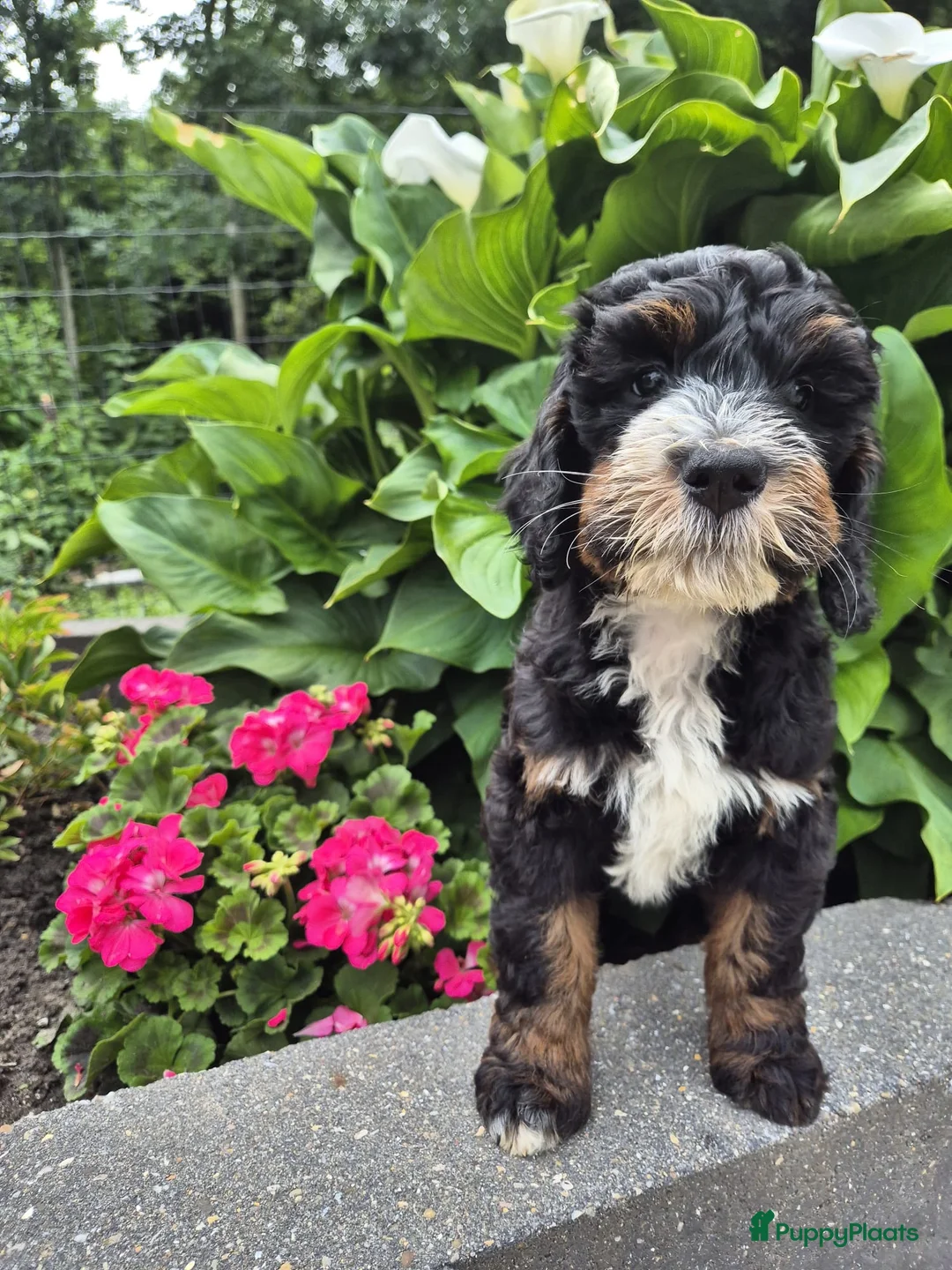 Bernedoodle honden te koop: Medium Bernedoodle - Advertentie 1