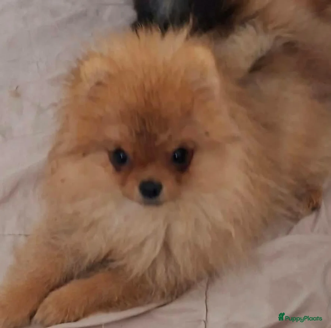 Pomeriaan honden te koop: Pomeranian  - Advertentie 2