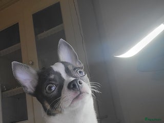 Chihuahua honden Dekreu, niet te koop. Blauw wit met crème - Advertentie 16