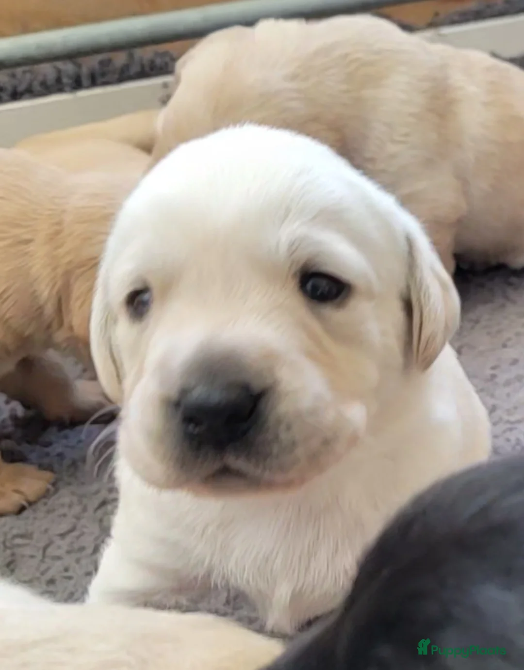 Labrador Retriever honden te koop: STAMBOOM FIELDTRIAL LABRADOR PUPS - Advertentie 6