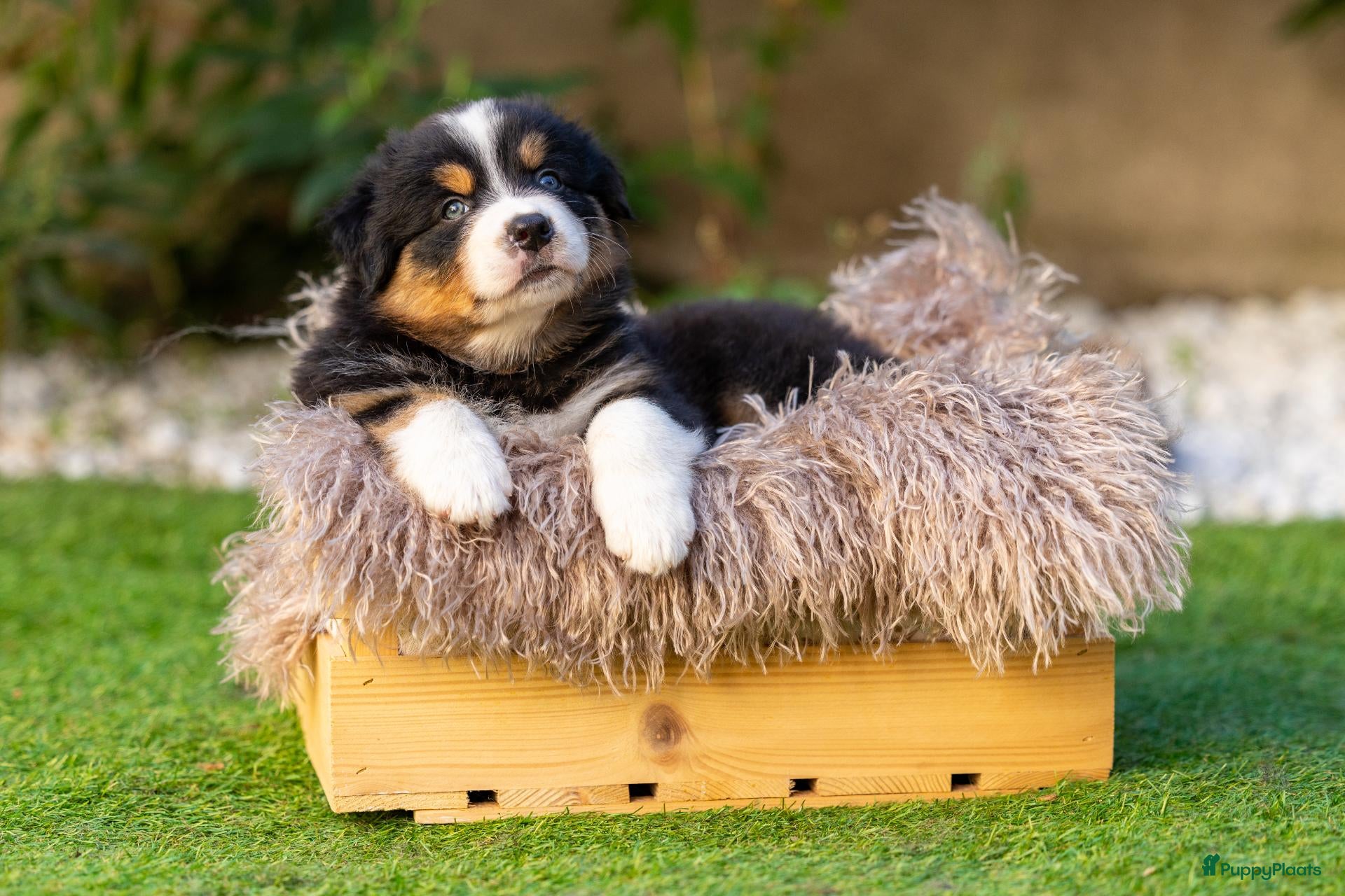 Australian Shepherd honden Nog 2 Australian Shepherd reutjes beschikbaar - Advertentie 1