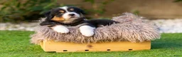 Australian Shepherd honden te koop: Nog 2 Australian Shepherd reutjes beschikbaar - Advertentie 1