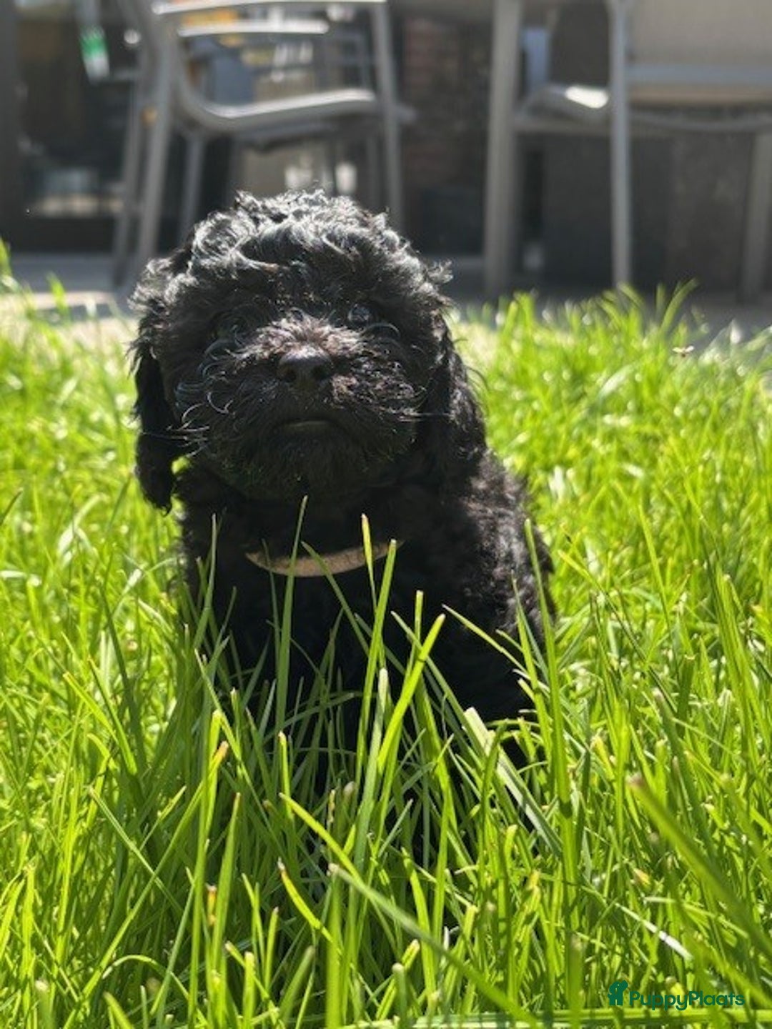 Shihpoo honden te koop: Shihpoo pups - Afbeelding 5