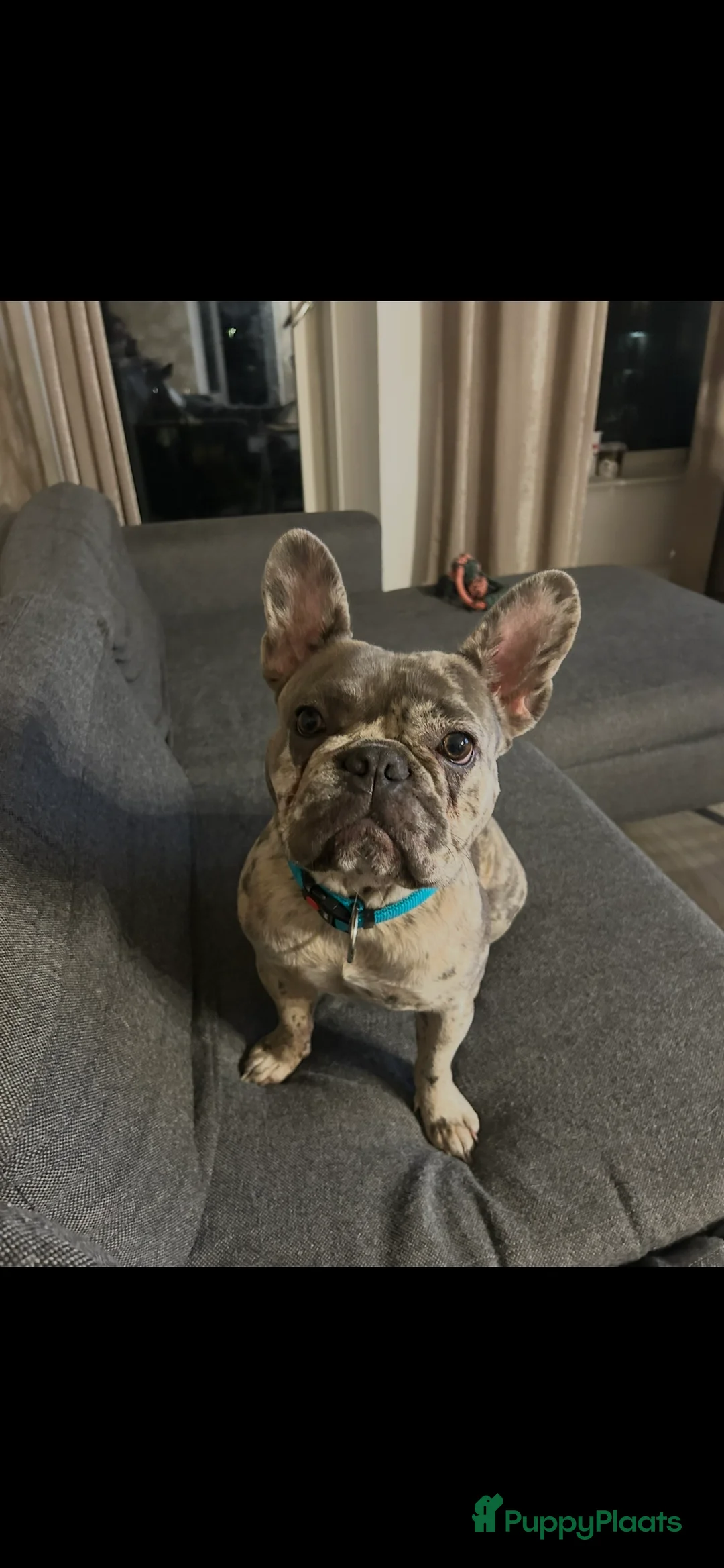 Franse Bulldog honden te koop: Lieve Franse buldog zoekt een nieuw huisje - Advertentie 3