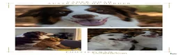 Kruising honden te koop: 4 dame Australian Retrievers zoeken thuis. - Advertentie 8