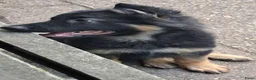 Duitse Herder honden te koop: Langstokharige Duitse Herder puppies zw.en zw/br  - Advertentie 13