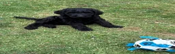 Labradoodle honden te koop: Hele mooie medium Labradoodle pups - Advertentie 6