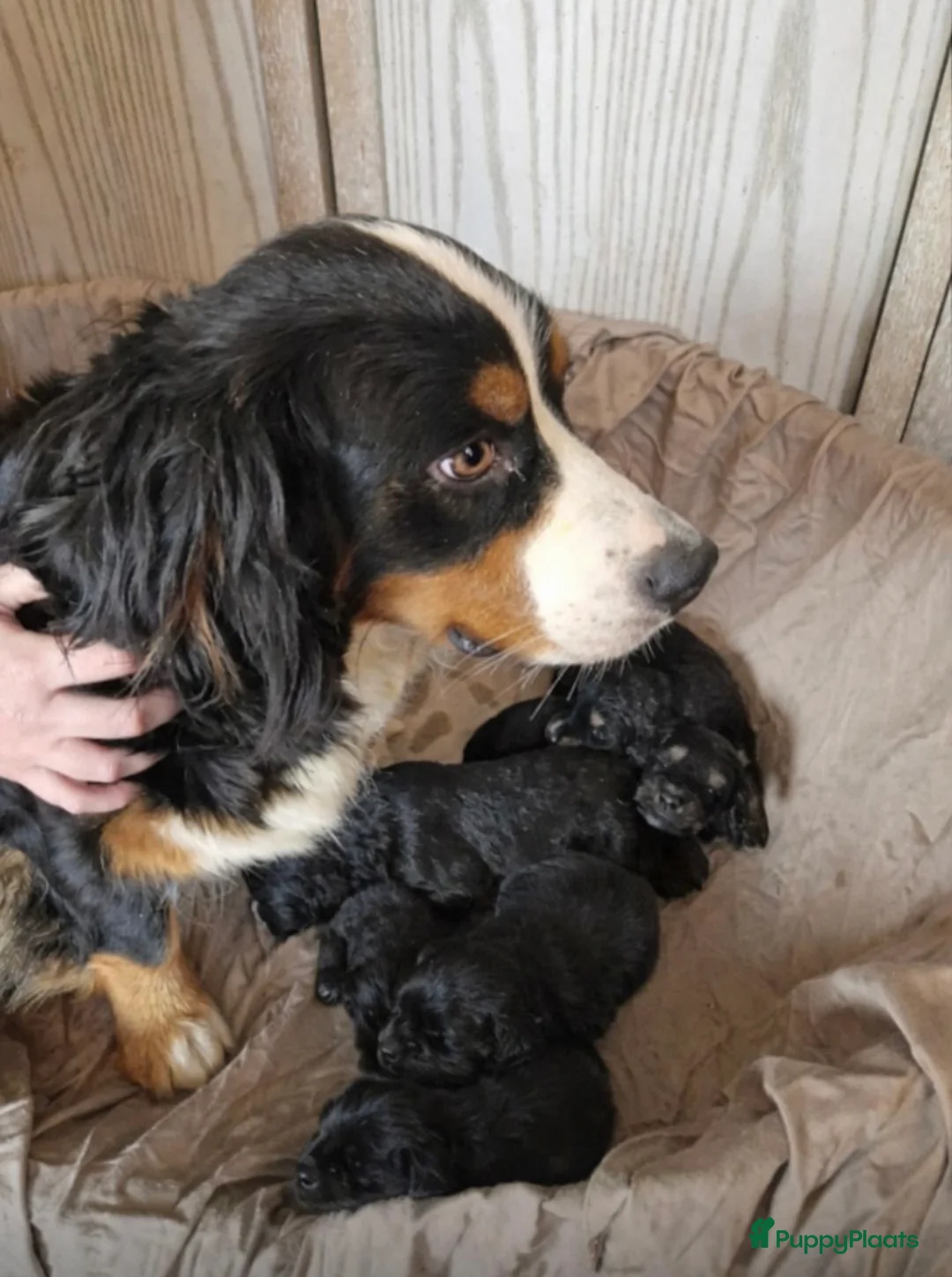 Bernedoodle honden te koop: Mini Bernedoodle pups te koop - Advertentie 15