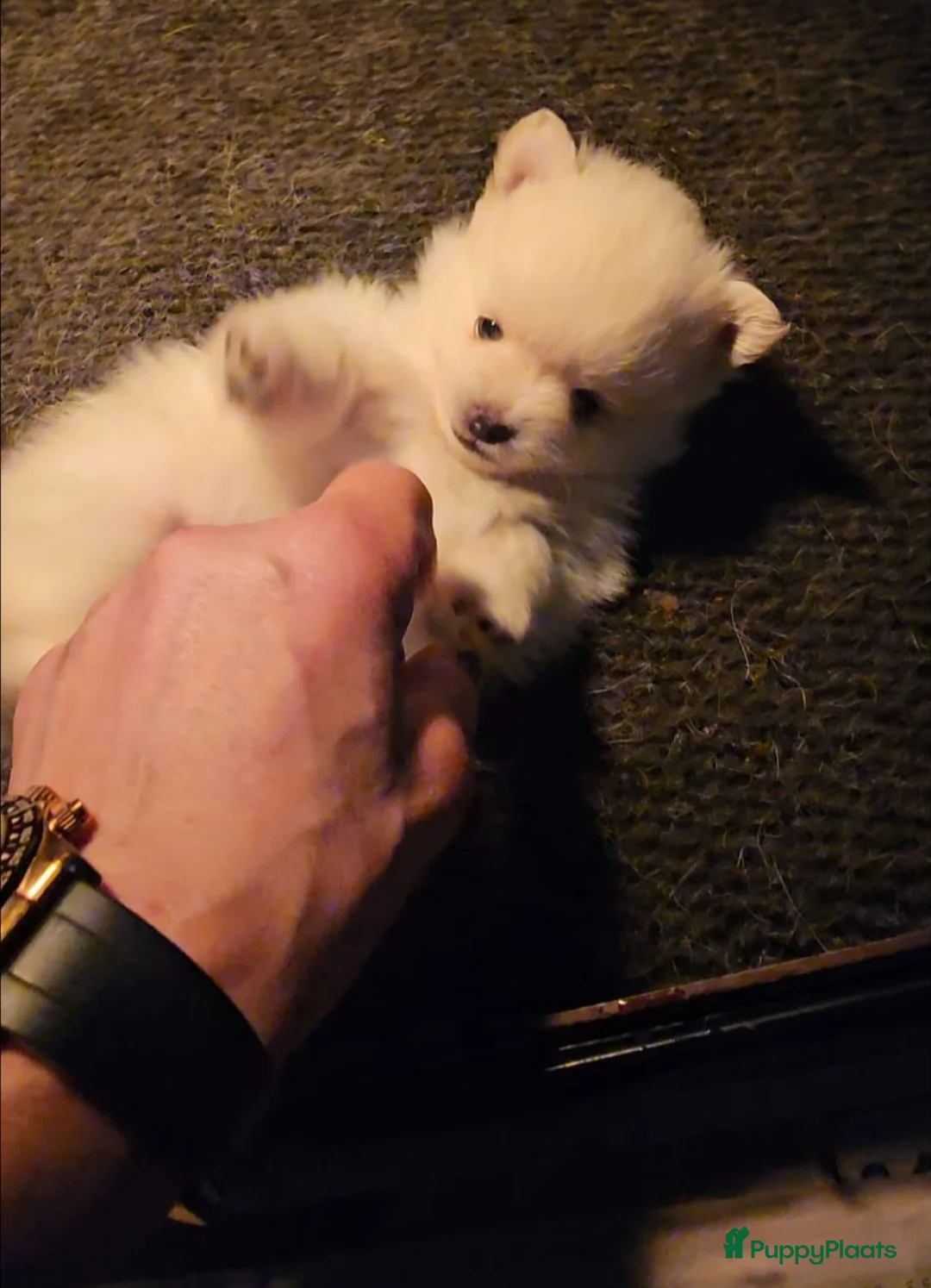 Pomchi honden te koop: SUPERSCHATTIGE POMCHIBEERTJES❤️2 REUTJES 1 TEEFJE  - Advertentie 10