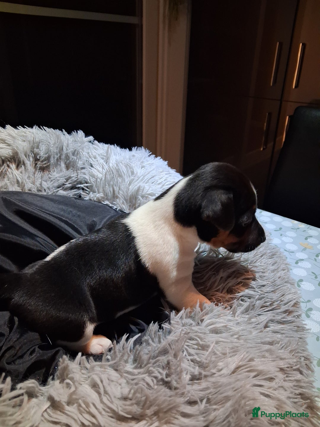 Jack Russel Terriër honden te koop: Jack russelpups opgevoed in gezin met 2 kids - Advertentie 6