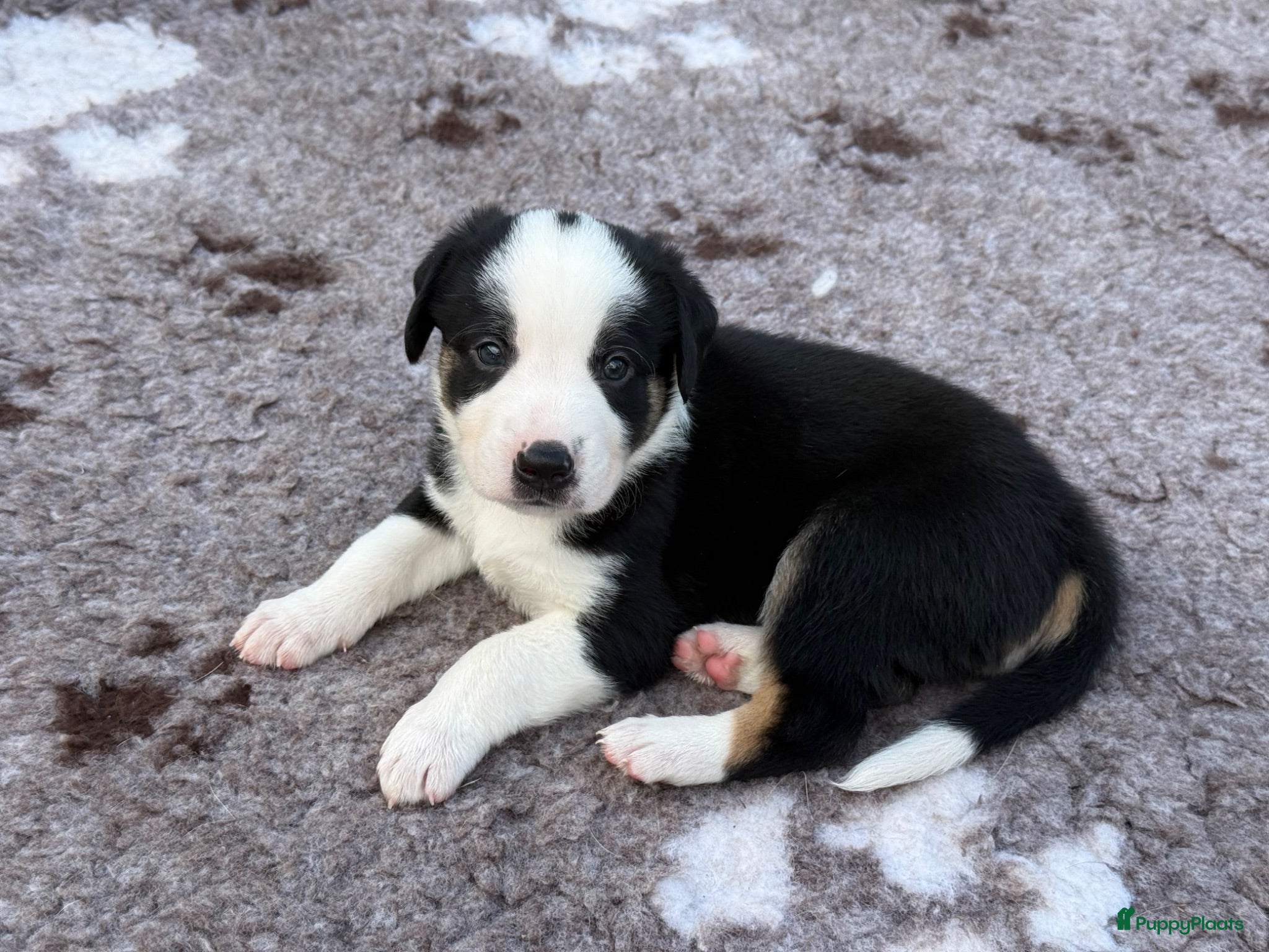 Kruising honden Kruising Australian Shepherd en “Westpointer” - Advertentie 2