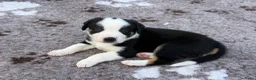 Kruising honden te koop: Kruising Australian Shepherd en “Westpointer” - Advertentie 2