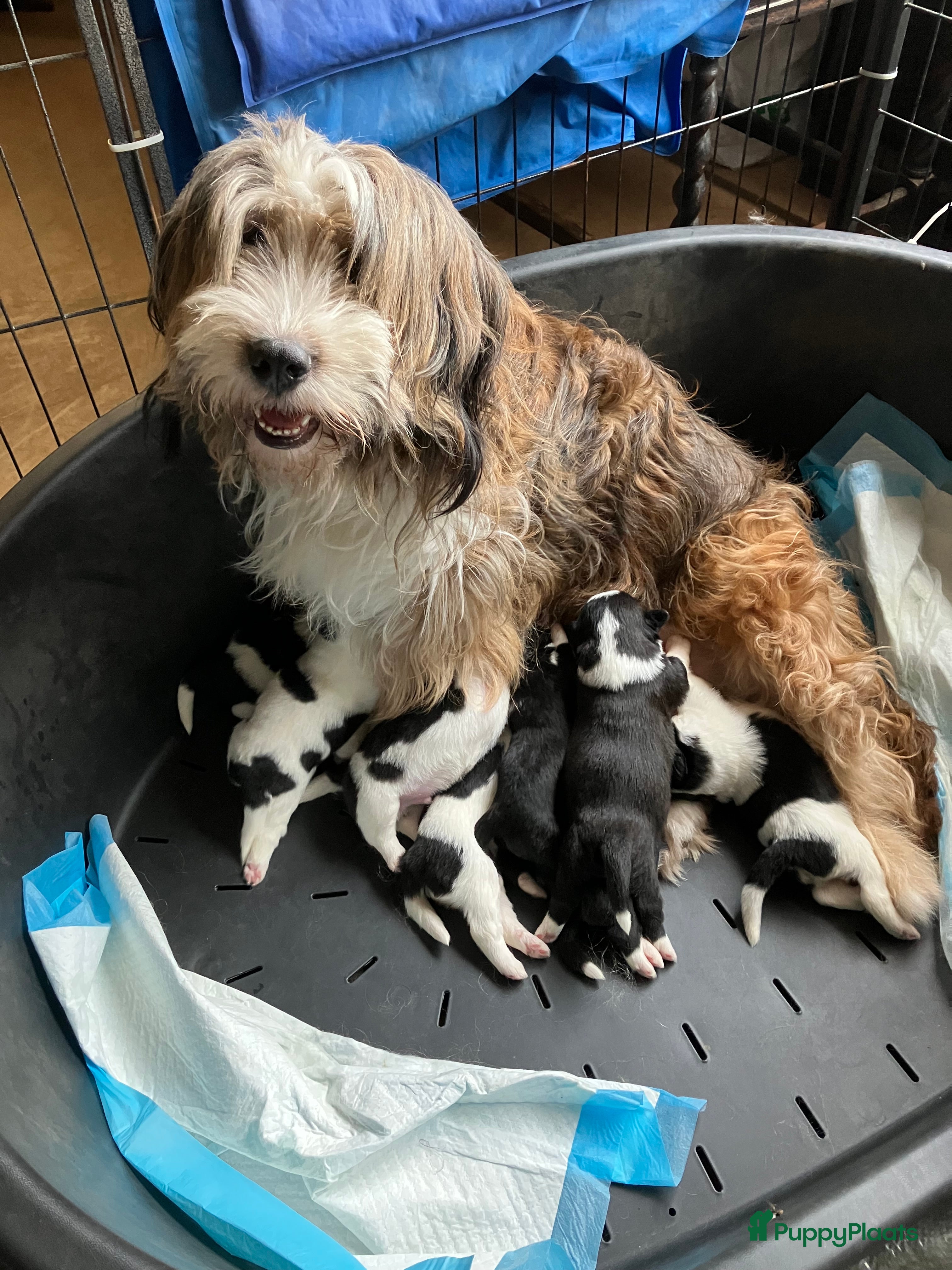 Kruising honden 3 boomer pups 2 teefjes en 1 reutjr - Advertentie 3