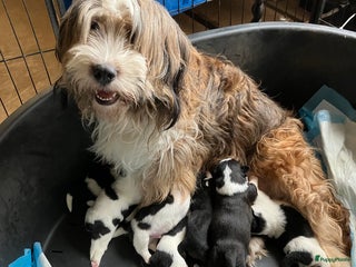 Kruising honden 9 boomer pups - Advertentie 3