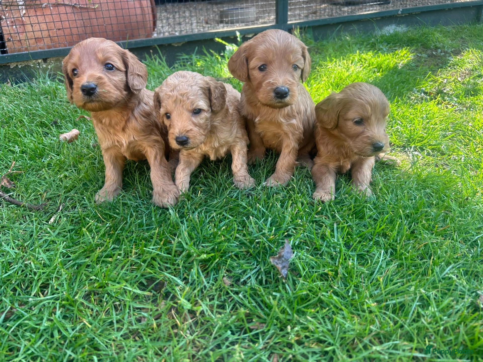 Kruising honden Labradoodle pups abrikoos medium multigen - Advertentie 4