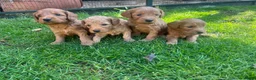Kruising honden te koop: Labradoodle pups abrikoos medium multigen - Advertentie 1