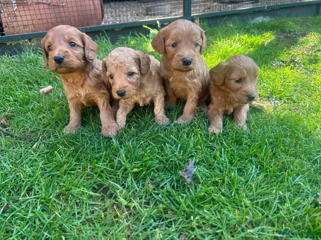 Kruising honden te koop: Labradoodle pups abrikoos medium multigen - Advertentie 1