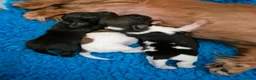 Teckel (langhaar) honden te koop: Dwergteckel laanghaar pups - Advertentie 15