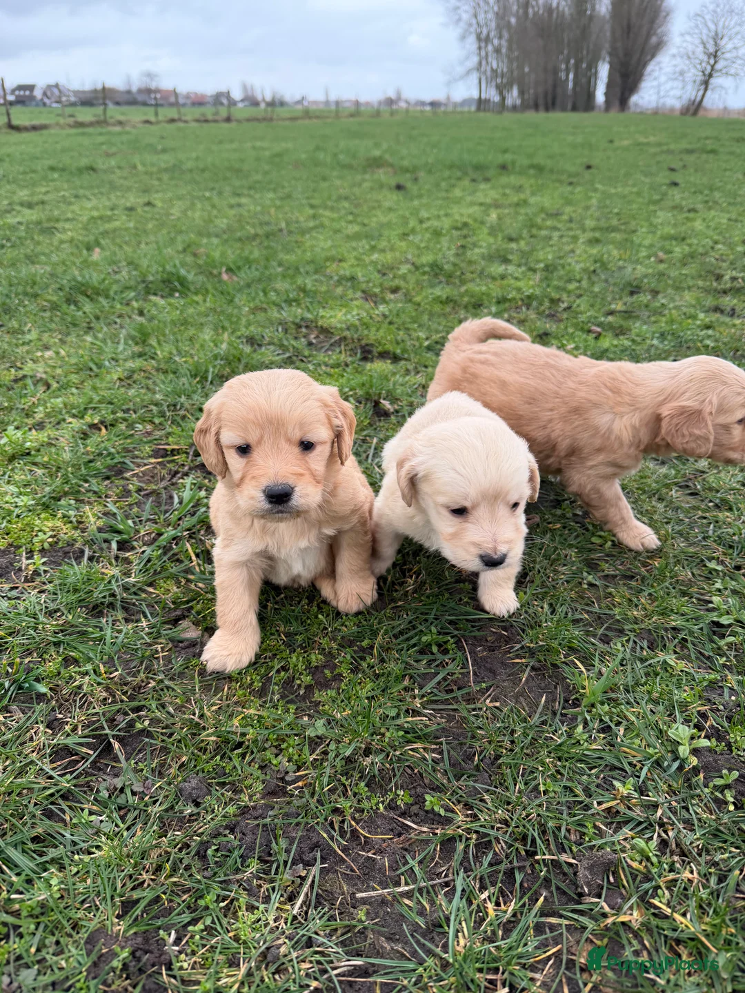 Kruising honden te koop: Mooie goldendoodle pups! - Advertentie 4
