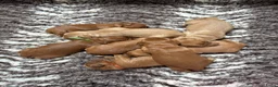 Australian Labradoodle honden te koop: Australian Labradoodle pups van geteste ouders  - Advertentie 1