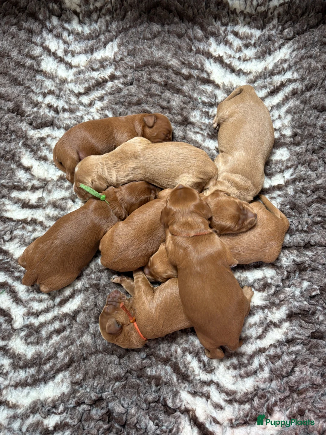 Australian Labradoodle honden te koop: Australian Labradoodle pups van geteste ouders  - Advertentie 1