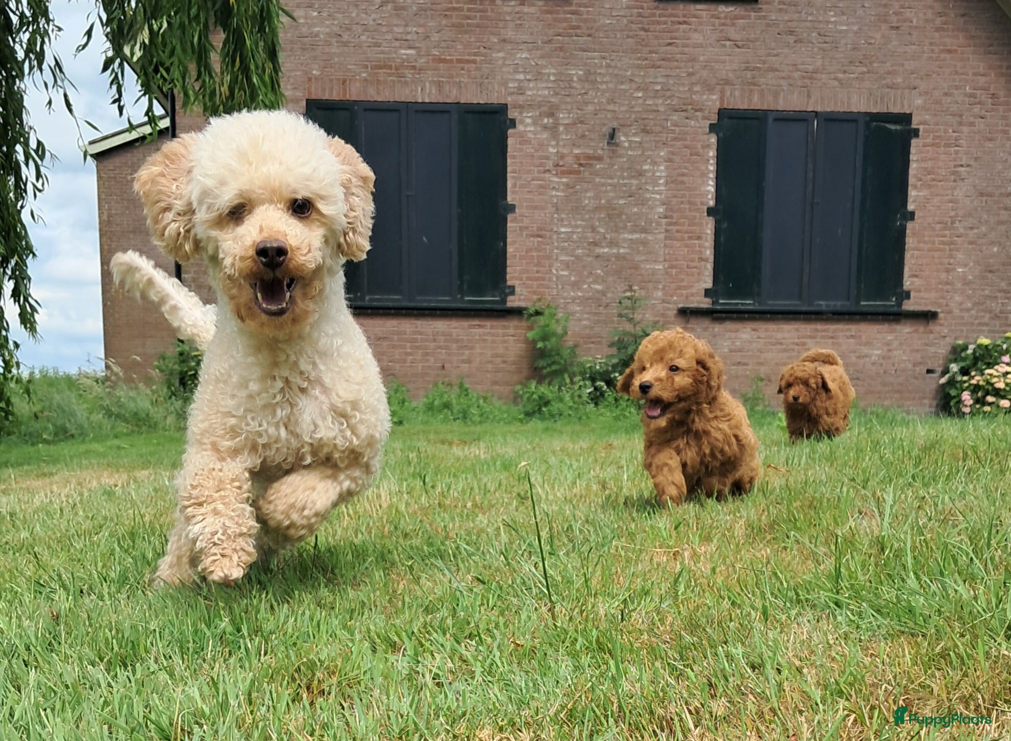 Labradoodle honden F1b mini doodles - Advertentie 1