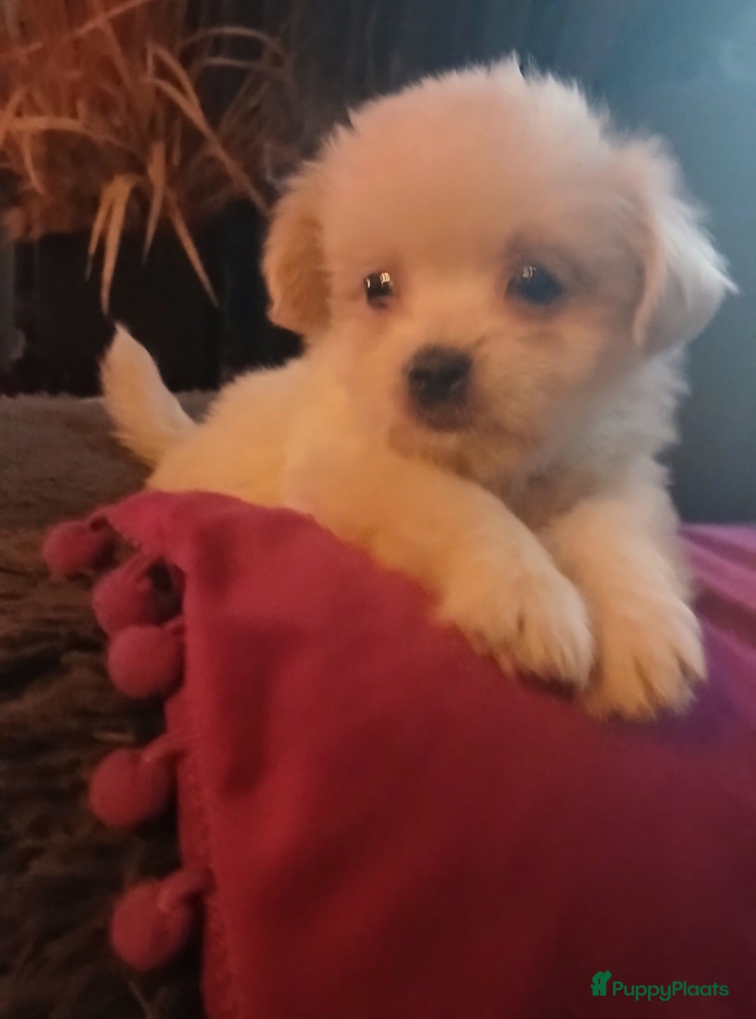 Boomer honden te koop: Prachtige boomer pups .mogen nestje verlaten!! - Afbeelding 16