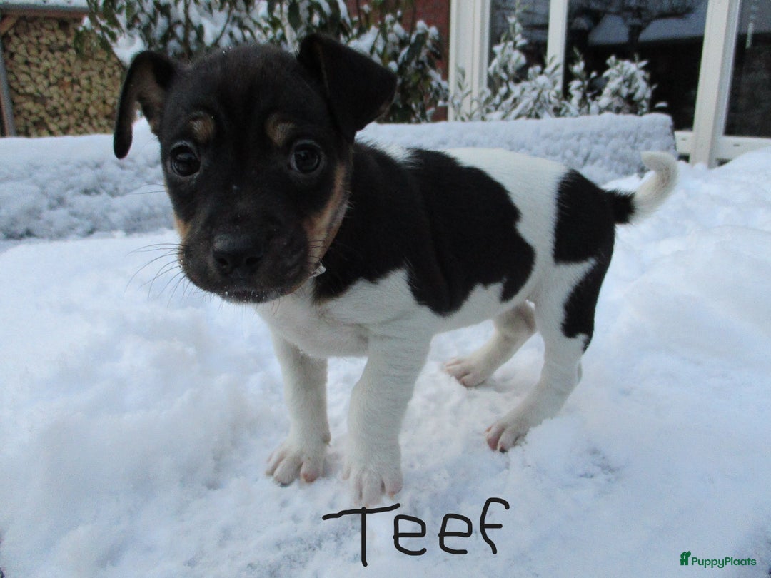 Jack Russel Terriër honden te koop: Jack  russel pups zoeken lief huis! nog 4 pups! - Advertentie 26