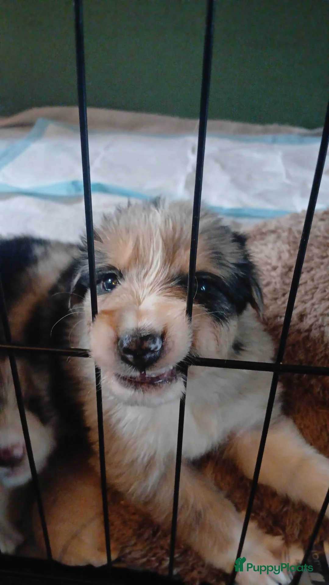 Border Collie honden te koop: Bordercollie pups  in Helmond - Advertentie 11