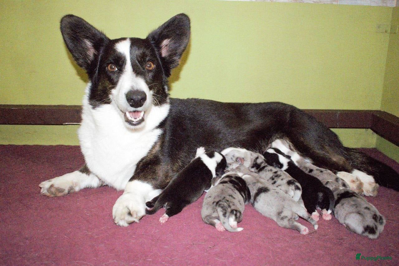 Welsh Corgi Cardigan honden Welsh Corgi Cardigan pups, in Amsterdam - Advertentie 3