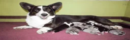 Welsh Corgi Cardigan honden te koop: Welsh Corgi Cardigan pups, in Amsterdam - Advertentie 1