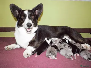 Welsh Corgi Cardigan honden Welsh Corgi Cardigan pups, in Amsterdam - Advertentie 3
