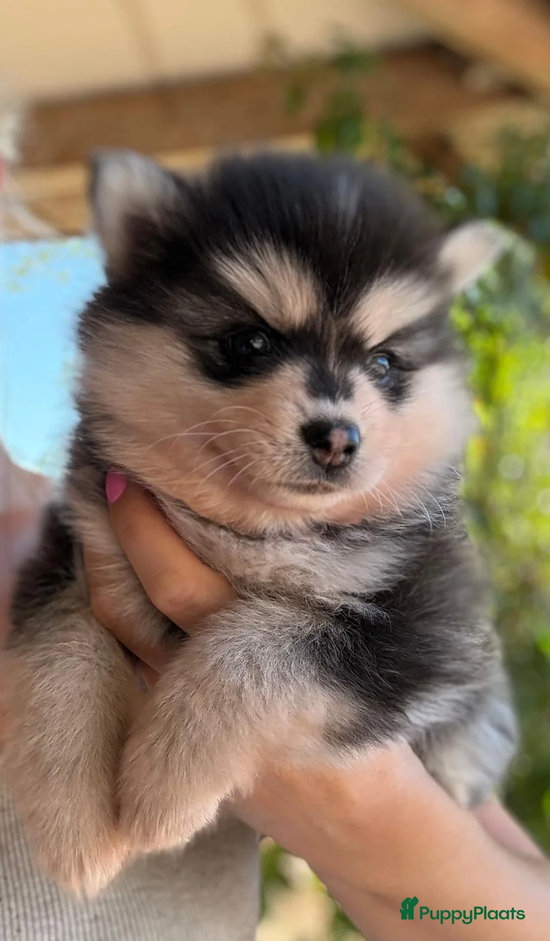 Pomsky honden te koop: Prachtige Pomsky pups - Advertentie 13